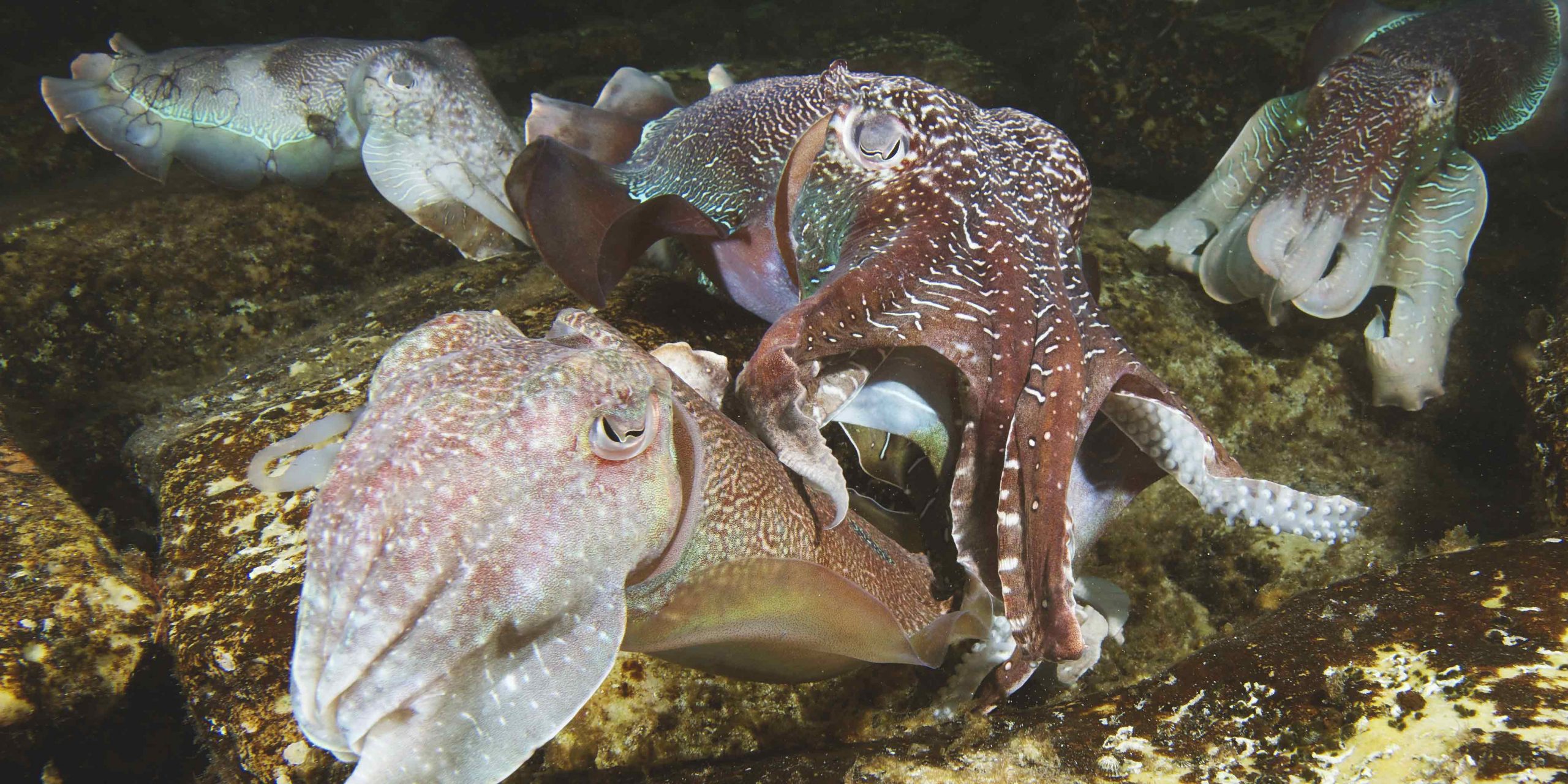 lots of cuttlefish